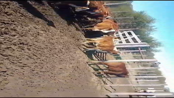 Lote 70 Terneras