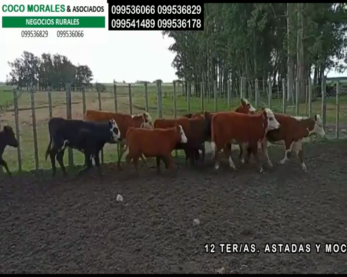 Lote 12 Terneras en Cuchilla del Perdido, Soriano