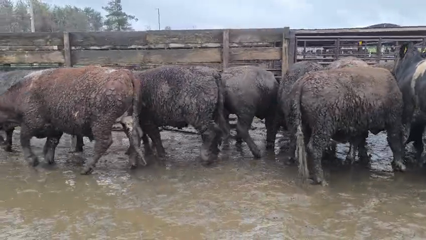 Lote 20 Novillo Gordo en Los Ángeles, VIII Región Biobío