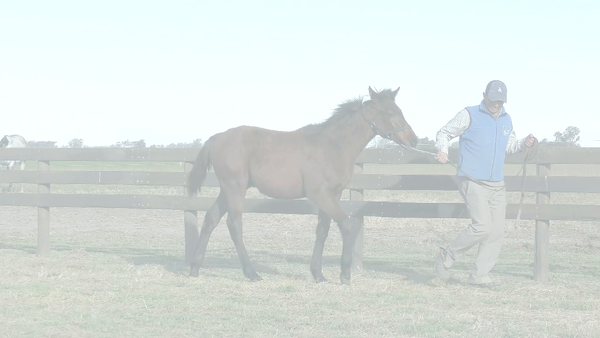 Lote CHANGO MORENO (BACKYARD HEAVEN -  EASY LIVING)