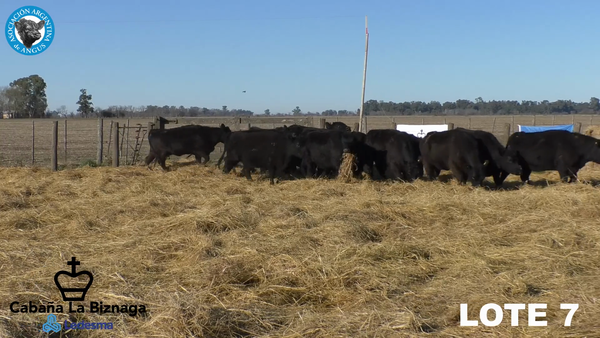 Lote 15 VAQUILLONAS ANGUS MAS