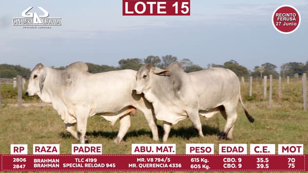 Lote Reproductores de Alborada - Lote 15
