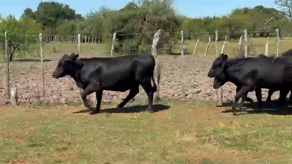 Lote 120 Terneros/as