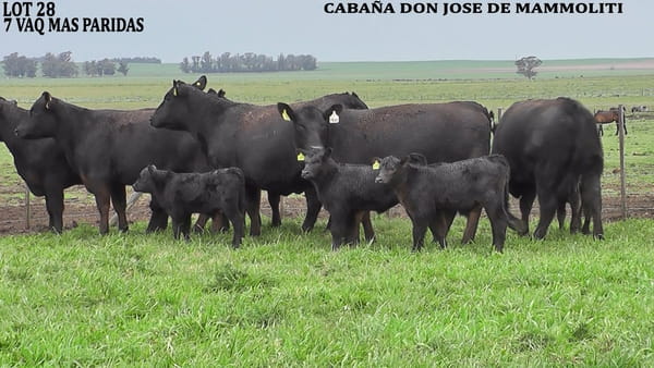 Lote VAQUILLONAS CON CRIA