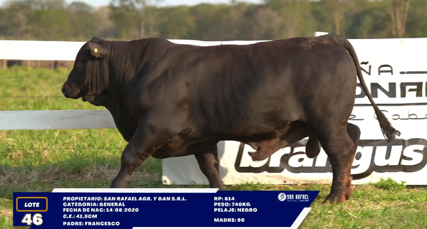 Lote LOTE 46