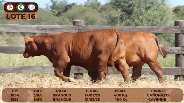Lote LOTE 16