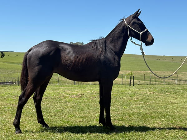 Lote LC JEFECITO 421