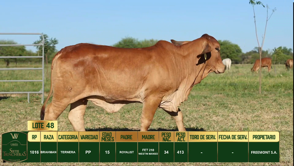Lote LOTE 48