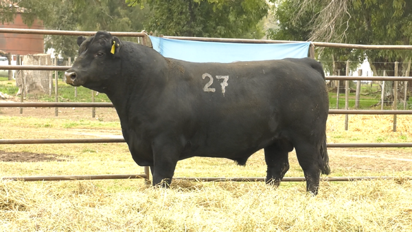 Lote TOROS ANGUS NEGROS  PC