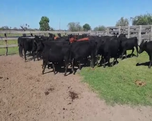 Lote 70 Terneros en Federal, Entre Ríos