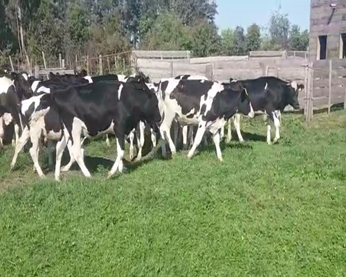 Lote (Vendido)24 Novillos HO 360kg - , San José