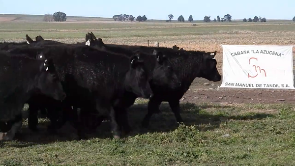 Lote SAN MANUEL DE TANDIL S.A.