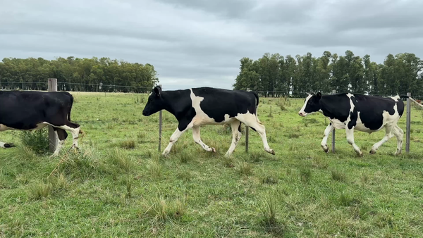 Lote NOVILLOS 1 a 2 AÑOS