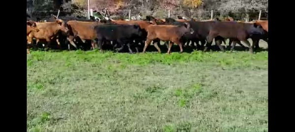 Lote 120 Terneros/as en Villaguay, Entre Ríos