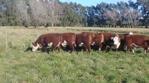 Lote Sto. Domingo Vaquillonas PR - Preñadas parición otoño 2023