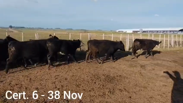 Lote NOVILLOS