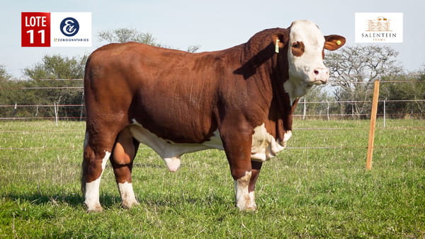 Lote LOTE 11 - TORO BRAFORD NO. 26