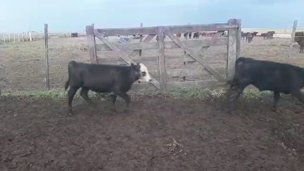 Lote 115 Terneros en Benito Juárez, Buenos Aires