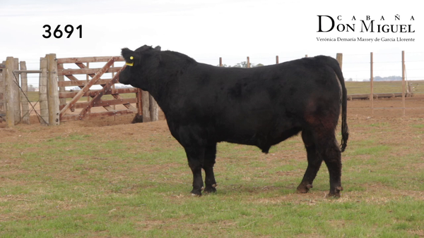 Lote TOROS PUROS DE PEDIGREE