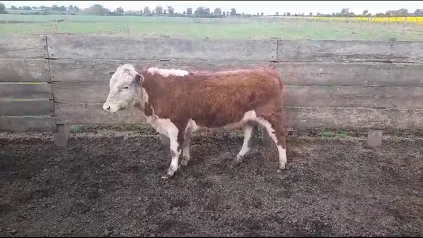 Lote (Vendido)Toros en NUEVA PALMIRA