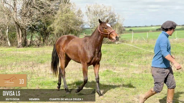Lote Divisa LS