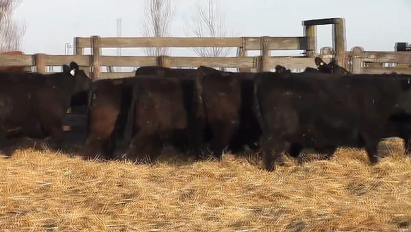 Lote """SAN BAUTISTA DEL SUR"" VAQUILLONAS MADRES ANGUS SELECCIONADAS CON GARANTÍA DE PREÑEZ"