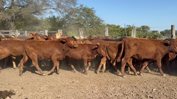 Lote 136 Terneros/as en Corrientes, Ramada Paso
