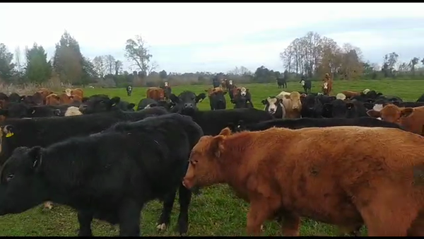 Lote 50 Novillo Engorda en Paillaco, XIV Región Los Ríos