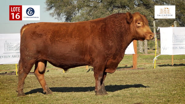 Lote LOTE 16 - TOROS ANGUS COLORADO PC NO. 7