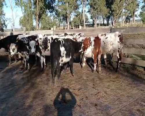 Lote 10 Terneros en Colonia