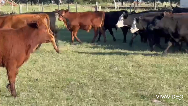 Lote 60 Terneros en Dolores, Buenos Aires