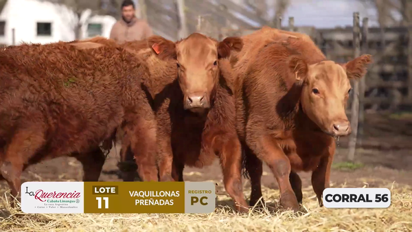 Lote VAQUILLONAS PC PREÑADAS PARICIÓN PRIMAVERA 2026