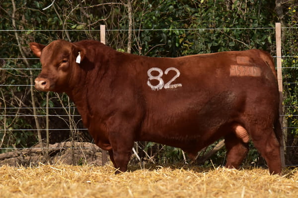 Lote TOROS ANGUS PC