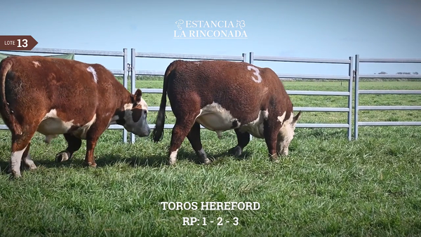 Lote TOROS HEREFORD