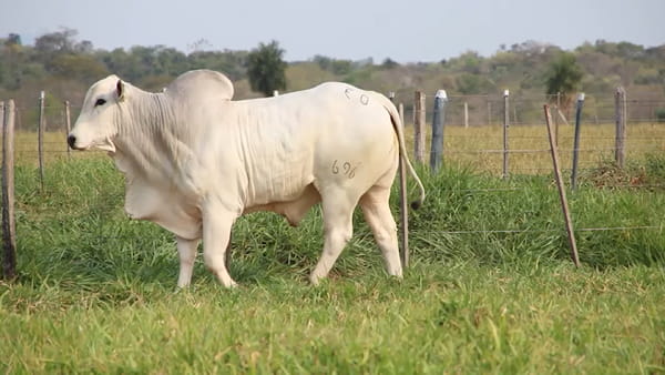 Lote LOTE 63