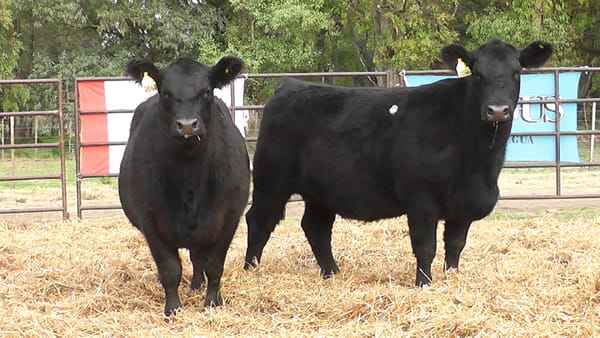 Lote VAQUILLONAS PURA DE PEDIGREE