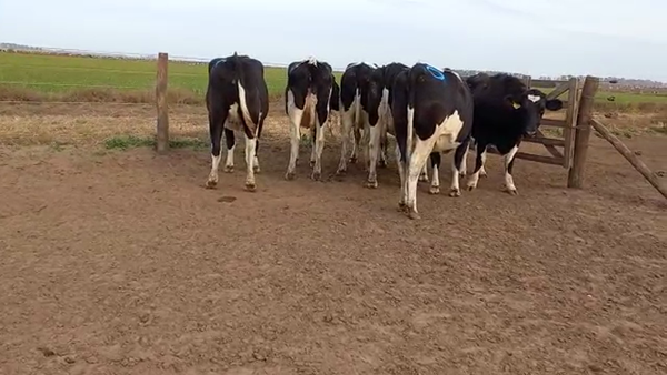 Lote Adeco Agropecuaria