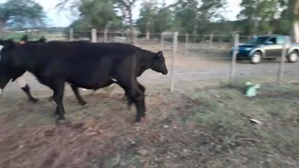 Lote (Vendido)4 Novillos KIWI 280kg -  en COSTAS DEL ROSARIO