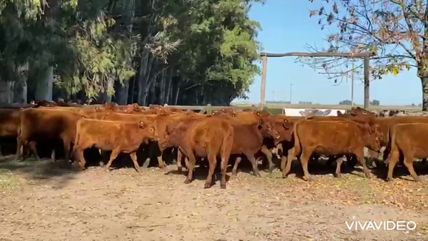 Lote 60 Novillitos