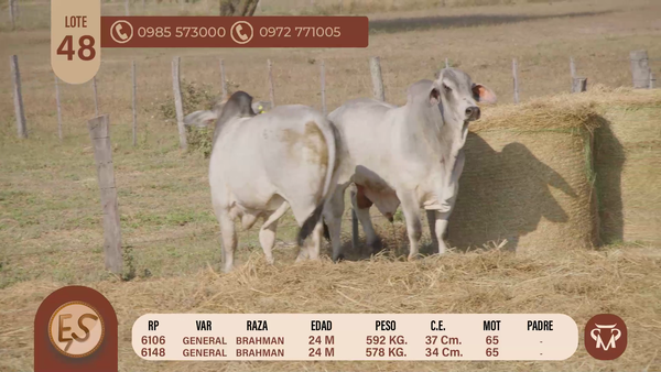 Lote TOROS BRAHMAN 24 MESES