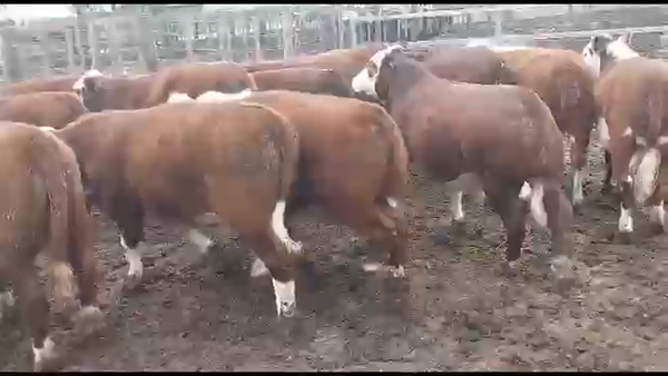 Lote 60 NOVILLITOS/VAQUILLONAS