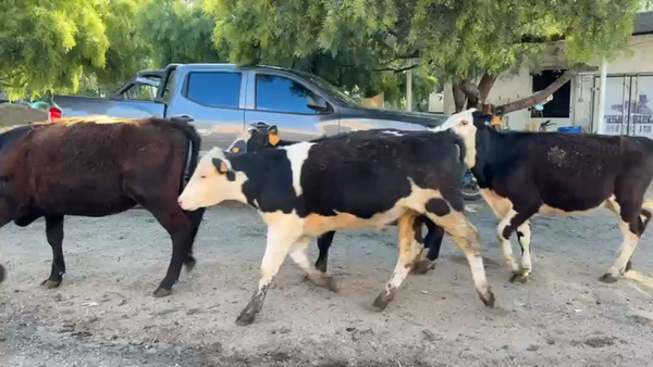 Lote TERNEROS Y TERNERAS