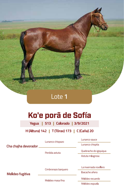 Lote LOTE 1