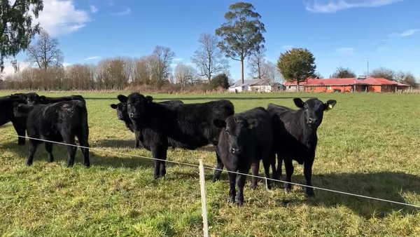 Lote 36 Vaquilla Encaste en Puyehue, X Región Los Lagos