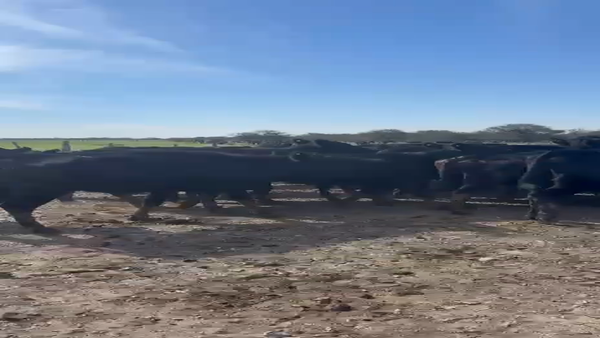 Lote 35 Vacas de invernar