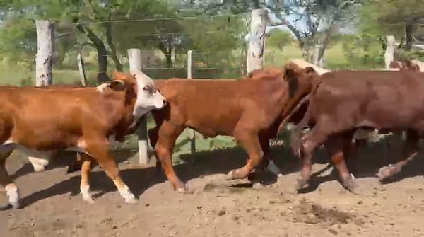 Lote 50 Terneros en Corrientes, Curuzu Cuatia