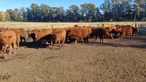 Lote 35 Vacas de invernar en Buenos Aires, Carhue