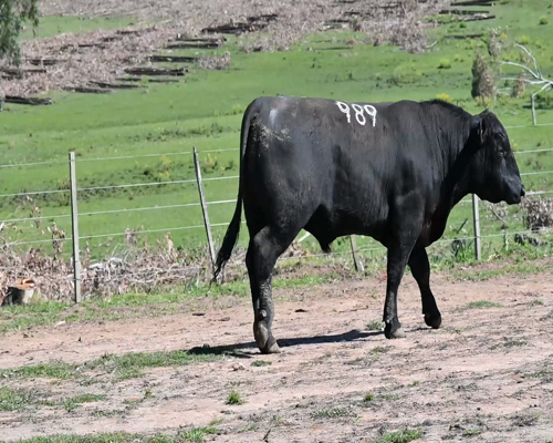 Lote TORO 989