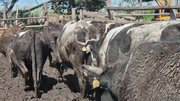 Lote 45 Novillo Gordo en Linares, VII  Región Maule