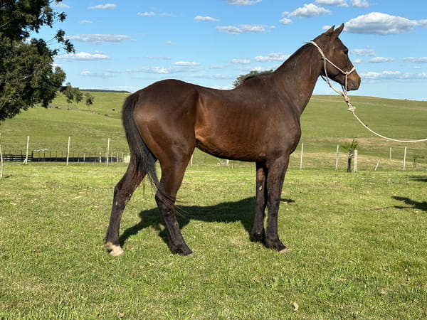 Lote LC VENENOSO 491